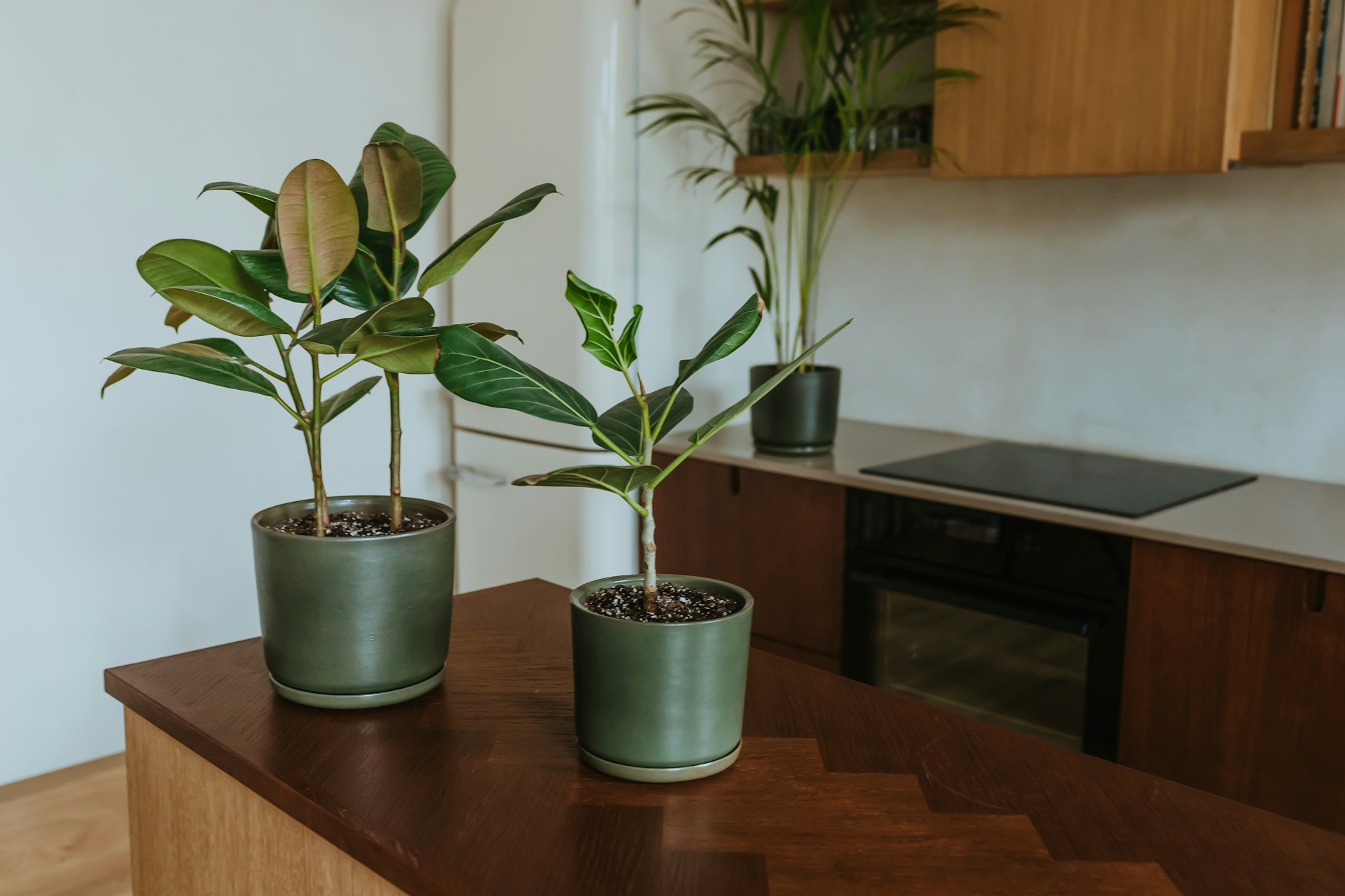 home plants